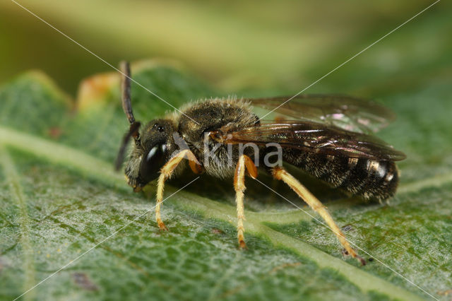 Heidebronsgroefbij (Halictus confusus)