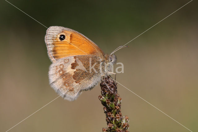 Hooibeestje (Coenonympha pamphilus)