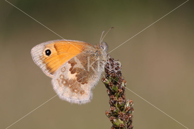 Hooibeestje (Coenonympha pamphilus)