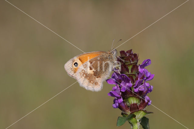 Hooibeestje (Coenonympha pamphilus)