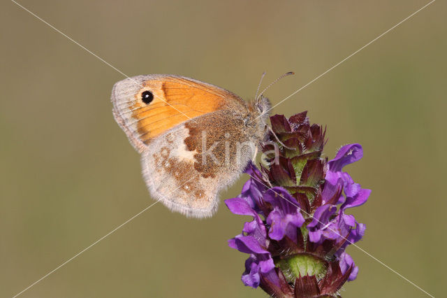 Hooibeestje (Coenonympha pamphilus)