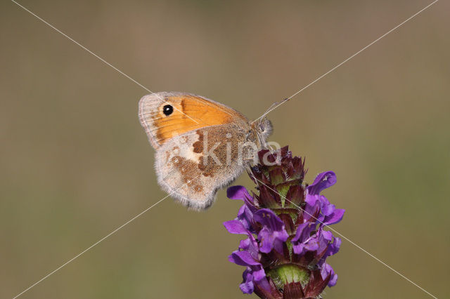 Hooibeestje (Coenonympha pamphilus)