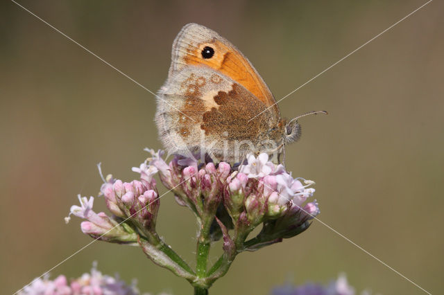 Hooibeestje (Coenonympha pamphilus)