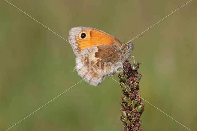 Hooibeestje (Coenonympha pamphilus)