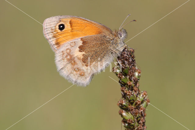 Hooibeestje (Coenonympha pamphilus)