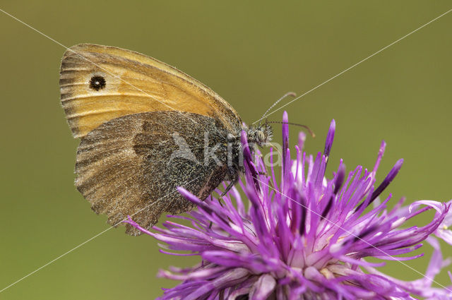 Hooibeestje (Coenonympha pamphilus)