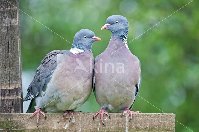 Houtduif (Columba palumbus)