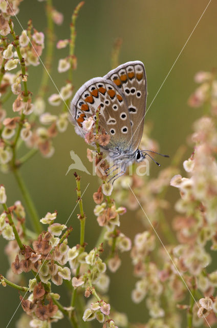 Icarusblauwtje (Polyommatus icarus)