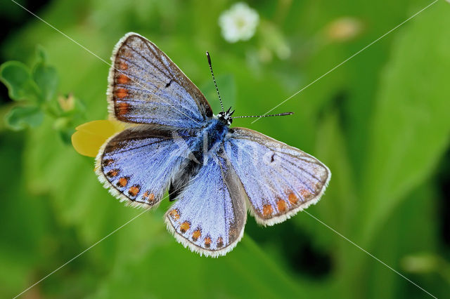 Icarusblauwtje (Polyommatus icarus)