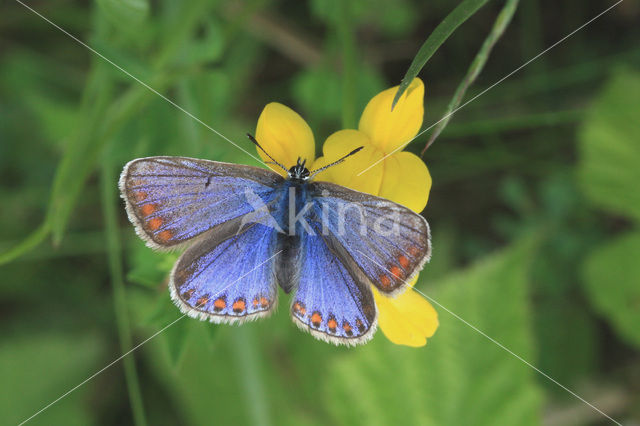 Icarusblauwtje (Polyommatus icarus)