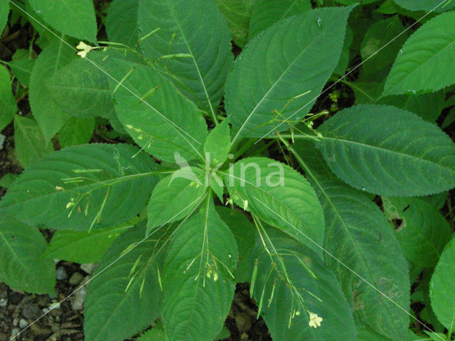 Small Balsam (Impatiens parviflora)