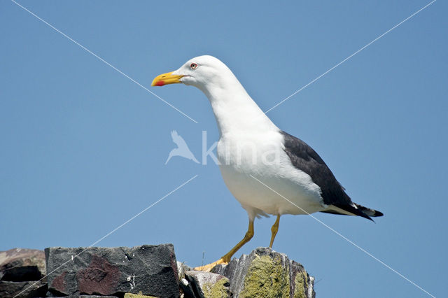 Kleine Mantelmeeuw (Larus fuscus)