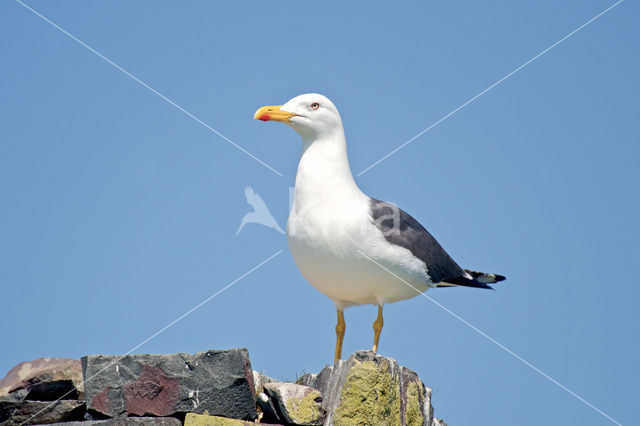 Kleine Mantelmeeuw (Larus fuscus)