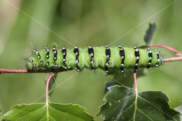 Kleine nachtpauwoog (Saturnia pavonia)