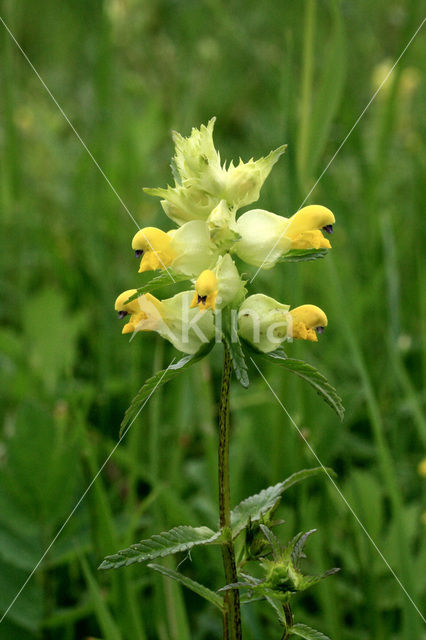 Kleine ratelaar (Rhinanthus minor)