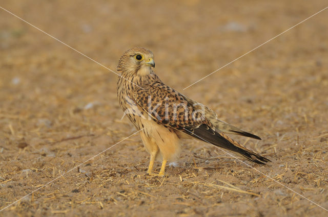 Kleine Torenvalk (Falco naumanni)