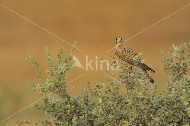 Kleine Torenvalk (Falco naumanni)