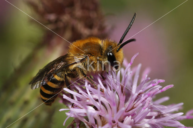 Klimopbij (Colletes hederae)