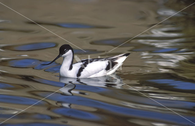 Pied Avocet (Recurvirostra avosetta)