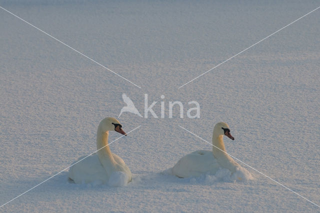 Knobbelzwaan (Cygnus olor)