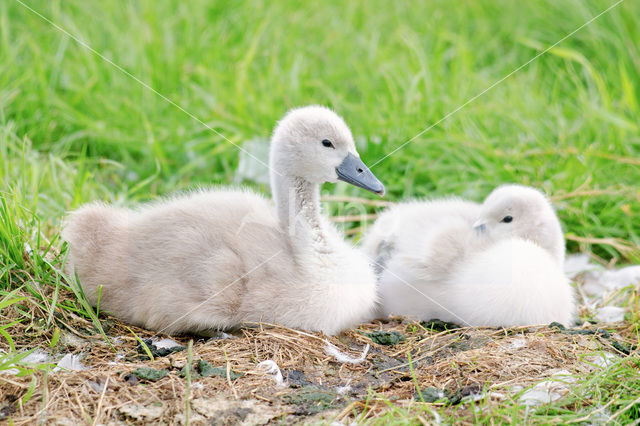 Knobbelzwaan (Cygnus olor)