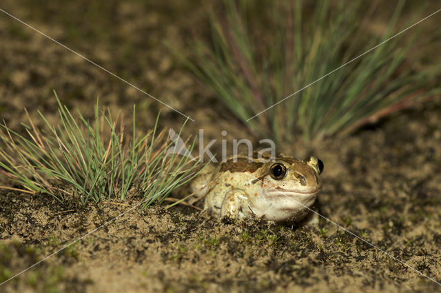 Knoflookpad (Pelobates fuscus)