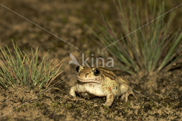 Common Spadefoot Toad (Pelobates fuscus)