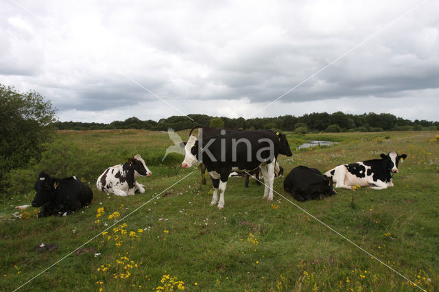 Koe (Bos domesticus)