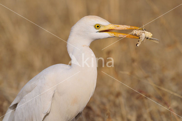 Cattle Egret (Bubulcus ibis)