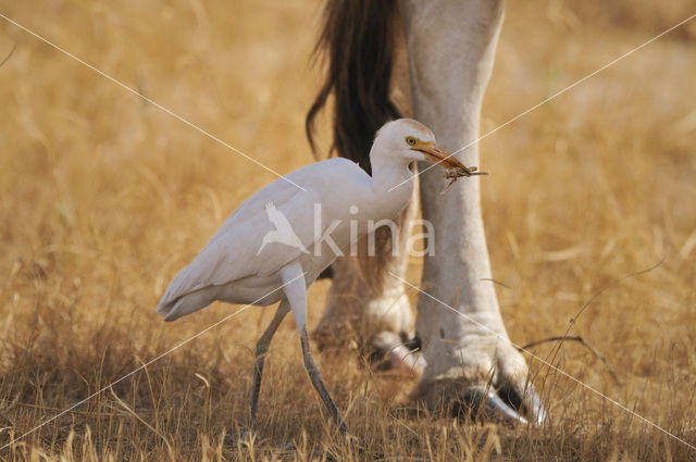 Koereiger (Bubulcus ibis)