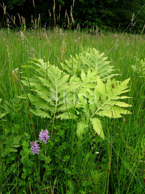 Moerasvaren (Thelypteris palustris)