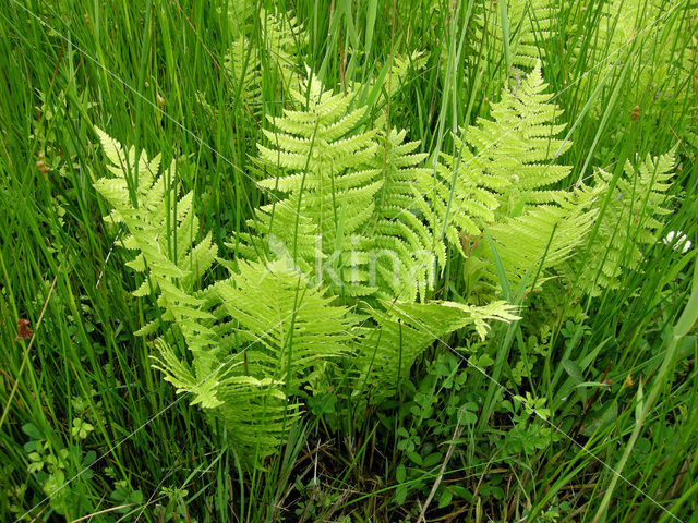 eastern marsh fern (Thelypteris palustris)