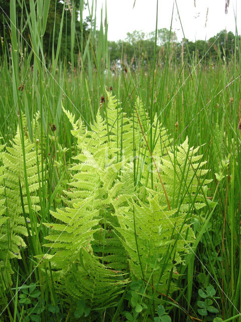 Moerasvaren (Thelypteris palustris)