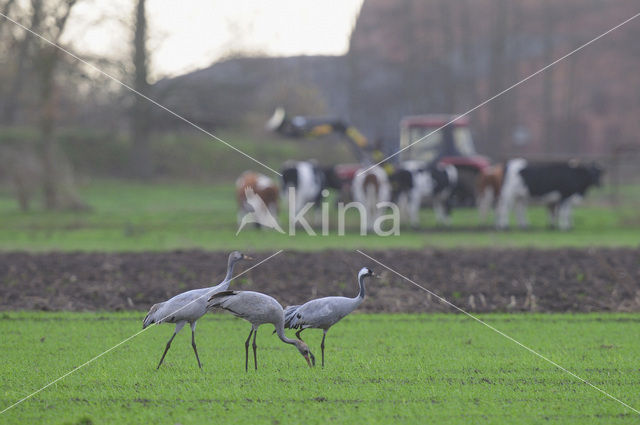 Kraanvogel (Grus grus)