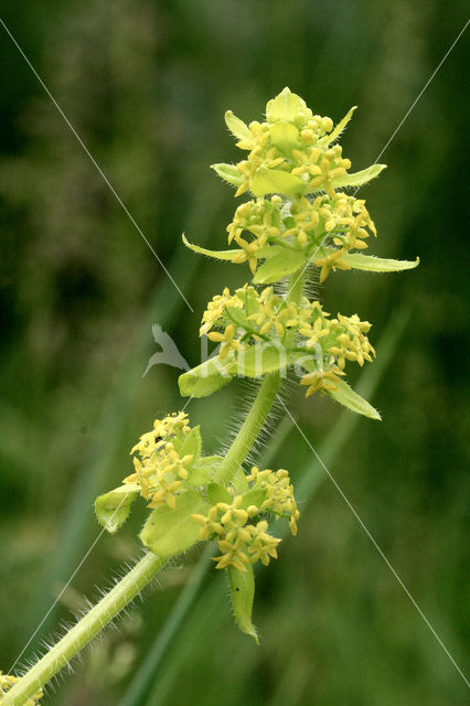 Kruisbladwalstro (Cruciata laevipes)