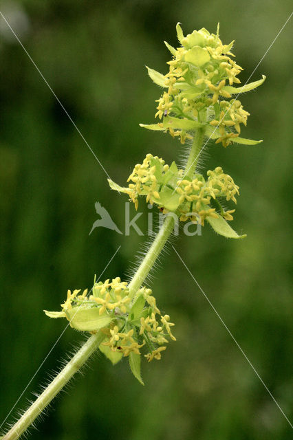 Kruisbladwalstro (Cruciata laevipes)