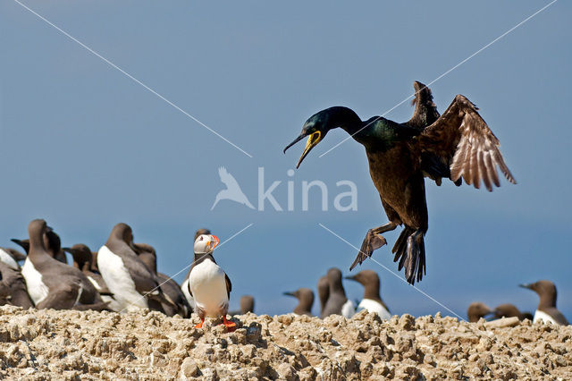 Kuifaalscholver (Phalacrocorax aristotelis)