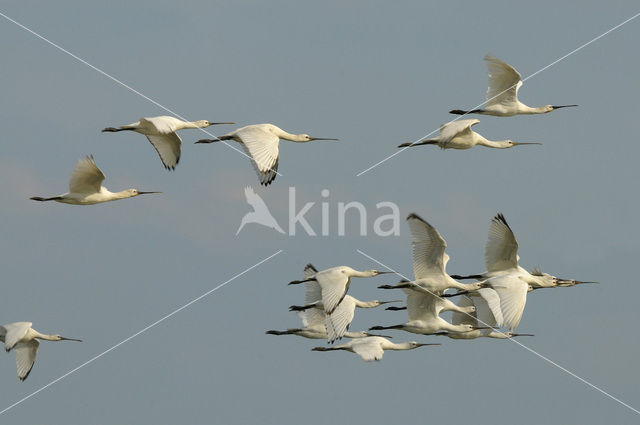 Lepelaar (Platalea leucorodia)