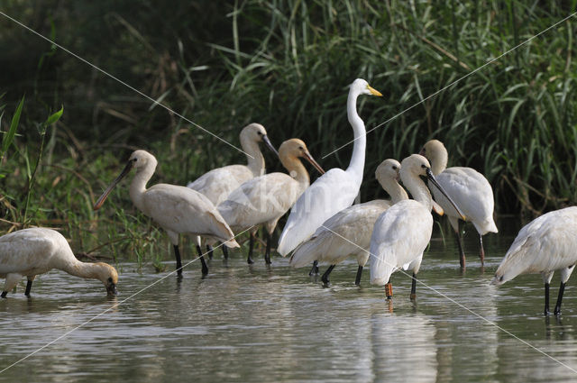 Lepelaar (Platalea leucorodia)