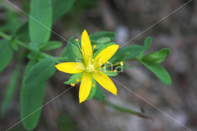 Trailing St John’s-wort (Hypericum humifusum)