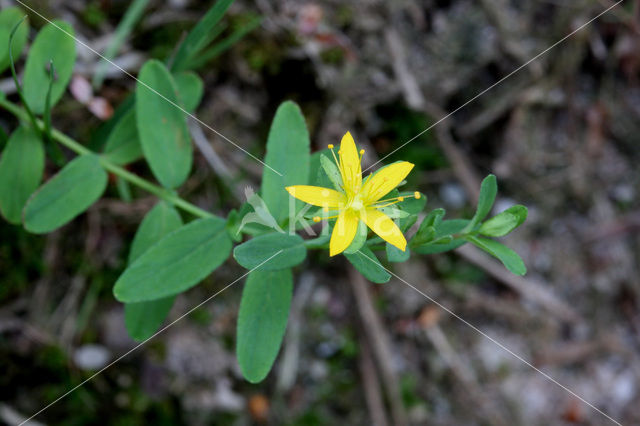 Liggend hertshooi (Hypericum humifusum)