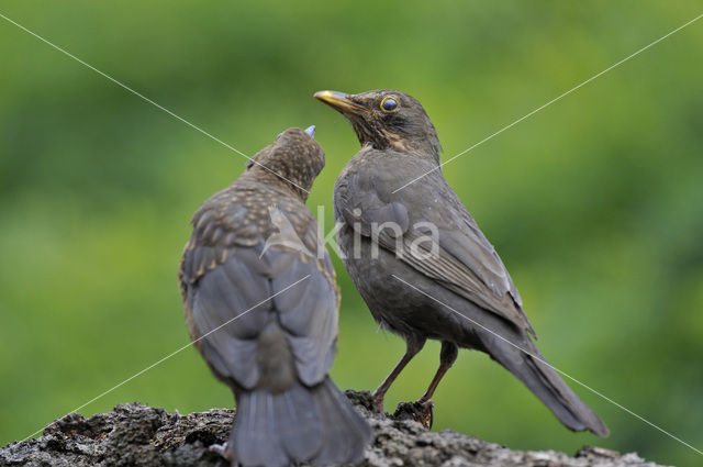 Merel (Turdus merula)