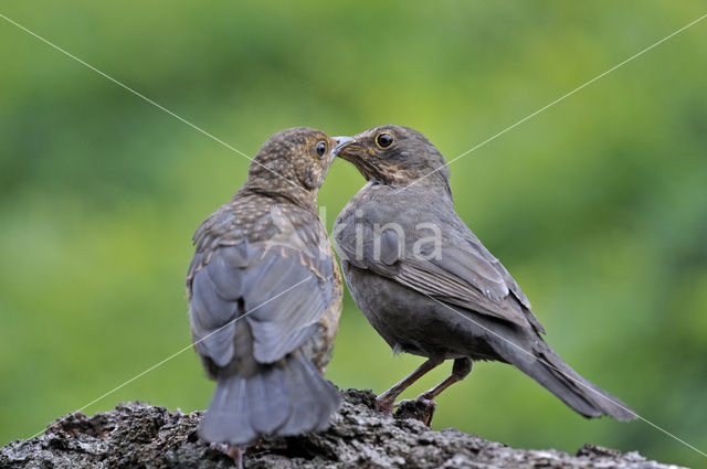 Merel (Turdus merula)