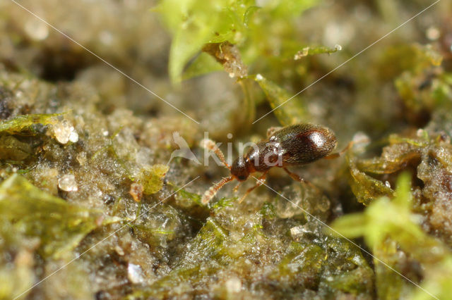 Microscydmus minimus