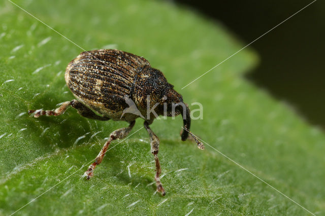 Nedyus quadrimaculatus