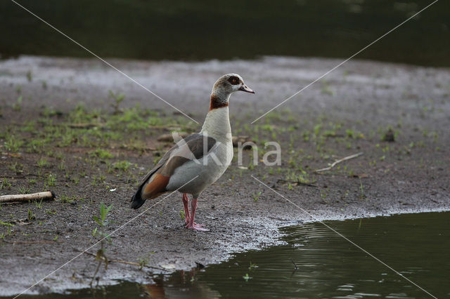 Nijlgans (Alopochen aegyptiaca)