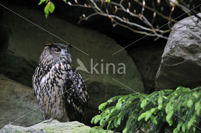 Oehoe (Bubo bubo)