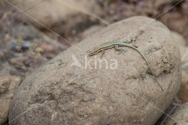 Oertzeni's Rock Lizard (Anatololacerta oertzeni pelasgiana)