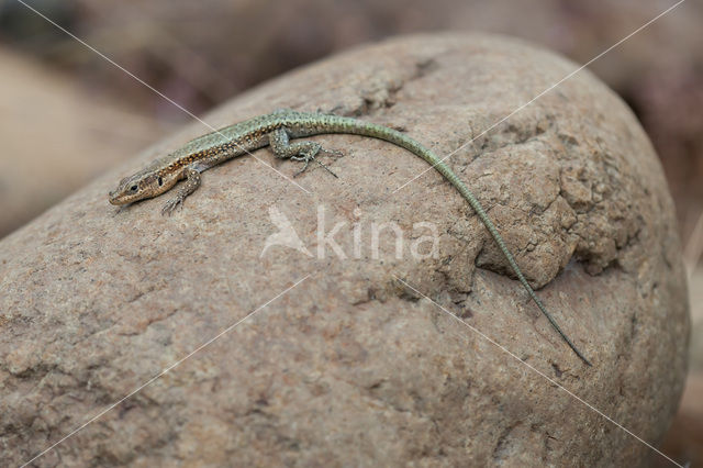 Oertzeni's Rock Lizard (Anatololacerta oertzeni pelasgiana)