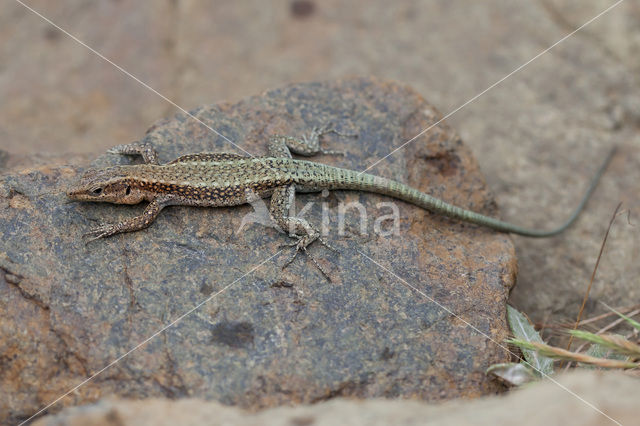 Oertzeni's Rock Lizard (Anatololacerta oertzeni pelasgiana)